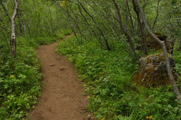 Hiking track at Asbyrgi Canyon  on Iceland, Europe
