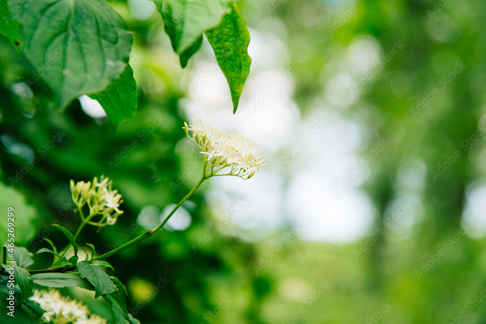 Wall mural Closeup beautiful view of nature green leaf on greenery blurred background with sunlight and copy space.	