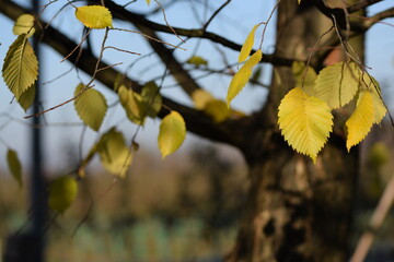 Hornbeam branches and autumn yellow leaves, autumn tree and leaves background.