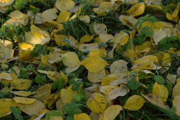 Hornbeam autumn yellow leaves on ground, autumn  leaves background.