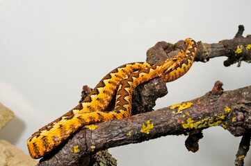 Nose-horned viper // Europäische Hornotter (Vipera ammodytes)