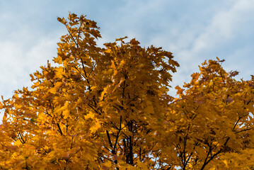 Autumn leaves, maple, Autumn leaves of a maple tree in the wind