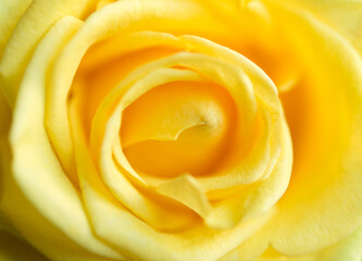 Yellow rose close-up, floral background.