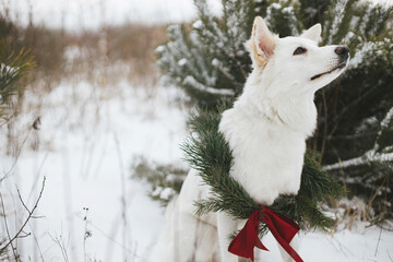 Merry Christmas! Cute dog in Christmas wreath sitting in snow winter park. Portrait of adorable white dog in stylish christmas wreath with red bow at snowy pine tree. Winter Holidays in countryside