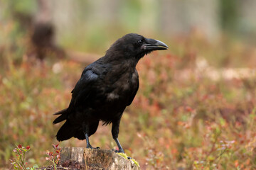 The common raven (Corvus corax), also known as the western raven and northern raven standing on a stump in Finnish forest