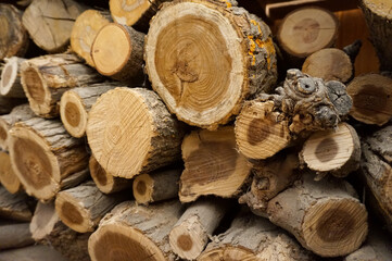 Tree and wood trunk texture