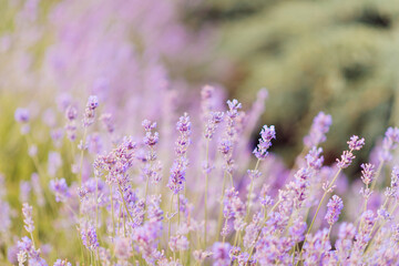 Panorama of lavender field morning summer blur background. Summer lavender. Floral background. Shallow depth of field	