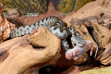 young European horned adder (Vipera ammodytes ruffoi) eats a mouse // junge Europäische Hornotter...