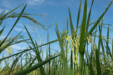 Bright sky background on green rice fields.