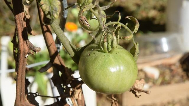 Tomate verte sur pied.  30 secondes.
