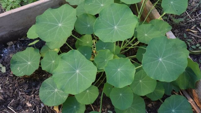 Feuilles de capucine, 30 secondes.