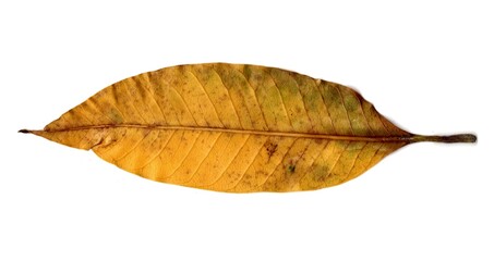 leaf isolated on white background