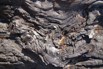 burnt wood, texture incineration on wood. abstraction tree macro