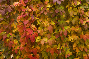 Autumn leaves on a house wall, Autumn leaves