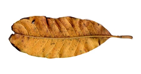 dried leaf isolated on white