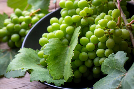 Unripe green grapes, grapevine with leaves (Turkish name; koruk)