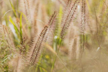 穂を付けた野原の草木