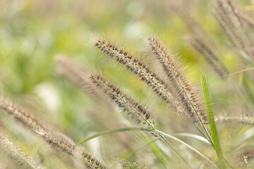 穂を付けた野原の草木