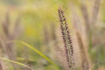 穂を付けた野原の草木