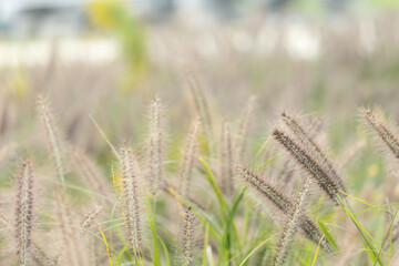 穂を付けた野原の草木