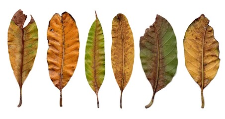 Autumn Leaves isolated on White Background