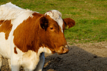 a beautiful brown cow looking closely into the camera in the Bavarian village Birkach in Germany	
