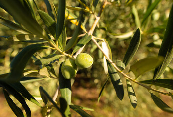 Green Italian olives on a branch on bright sunny summer day. A closeup photo, good for olive oil...