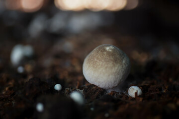 Straw mushrooms are in the greenhouse with beautiful bokeh.