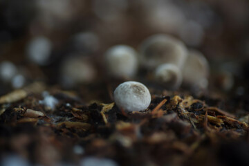 The small flower mushrooms are growing beautifully.