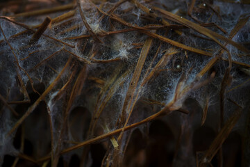 Straw mushrooms are walking beautifully.