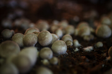 Straw mushroom cultivation in greenhouses must be open to the air in the morning every day.