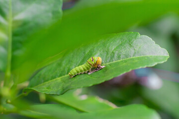 The closeup of fat green caterpillar is climbing on the green lemon leaf. It’s eating some food on green leaf in natural theme. It becomes a pupa before will be grow to the butterfly next.