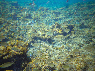 Fototapeta na wymiar Underwater view at a school of fishes called seabreams in the Atlantic ocean near the coast of Tenerife (Canary islands, Spain)