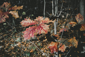 Autumn leaves in forest , close up 