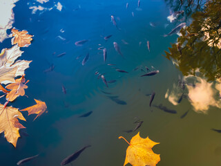 Autumn October background: fish swim in a lake with yellow maple leaves. Autumn Concept.
