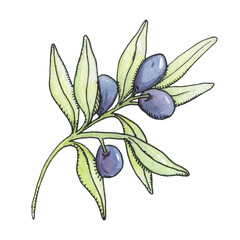 Watercolor olive sprigs. Olive branches with fruits. Watercolor illustration with black outline.