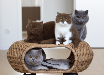 Edel Britisch Kurzhaar Katze Kitten Odd eyed cinnamon