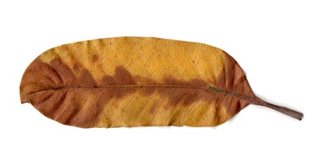 Leaves isolated on White Background