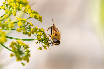 A bee on a fennel flower 