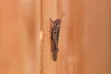 side view close up of a brown grasshopper sitting on cedar planks