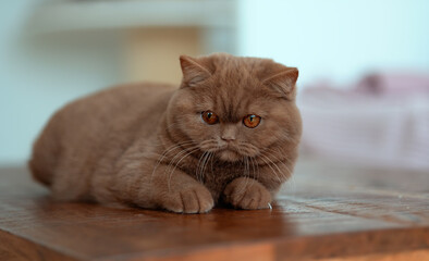 Edel Britisch Kurzhaar Katze Kitten Odd eyed cinnamon