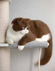 Edel Britisch Kurzhaar Katze Kitten Odd eyed cinnamon