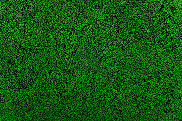 Obraz premium texture or pattern of small water plant leaves (duckweed Lemna minor)