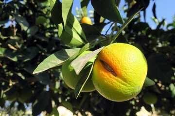 A crack in an orange fruit during ripening at the end of October in Ayia Napa Cyprus