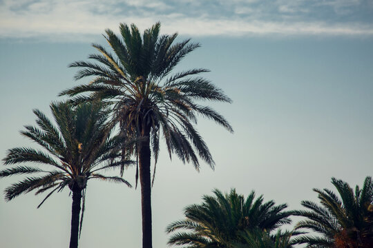 Palm trees silhouette on the sunset background. Nature and vacation concept