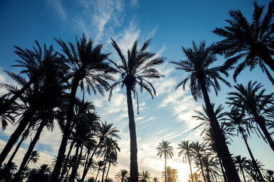 Palm trees silhouette on the sunset background. Nature and vacation concept