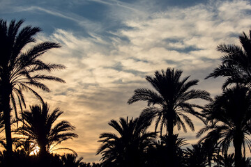 Fototapeta na wymiar Palm trees silhouette on the sunset background. Nature and vacation concept