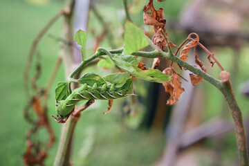 large green larva or caterpillar of the Carolina Sphinx moth feeding on a tomato plant