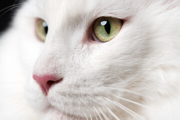 Extreme close-up portrait of Maine Shag Cat. Pretty white color animal American Forest Cat with big...