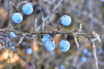 blackthorn on a branch